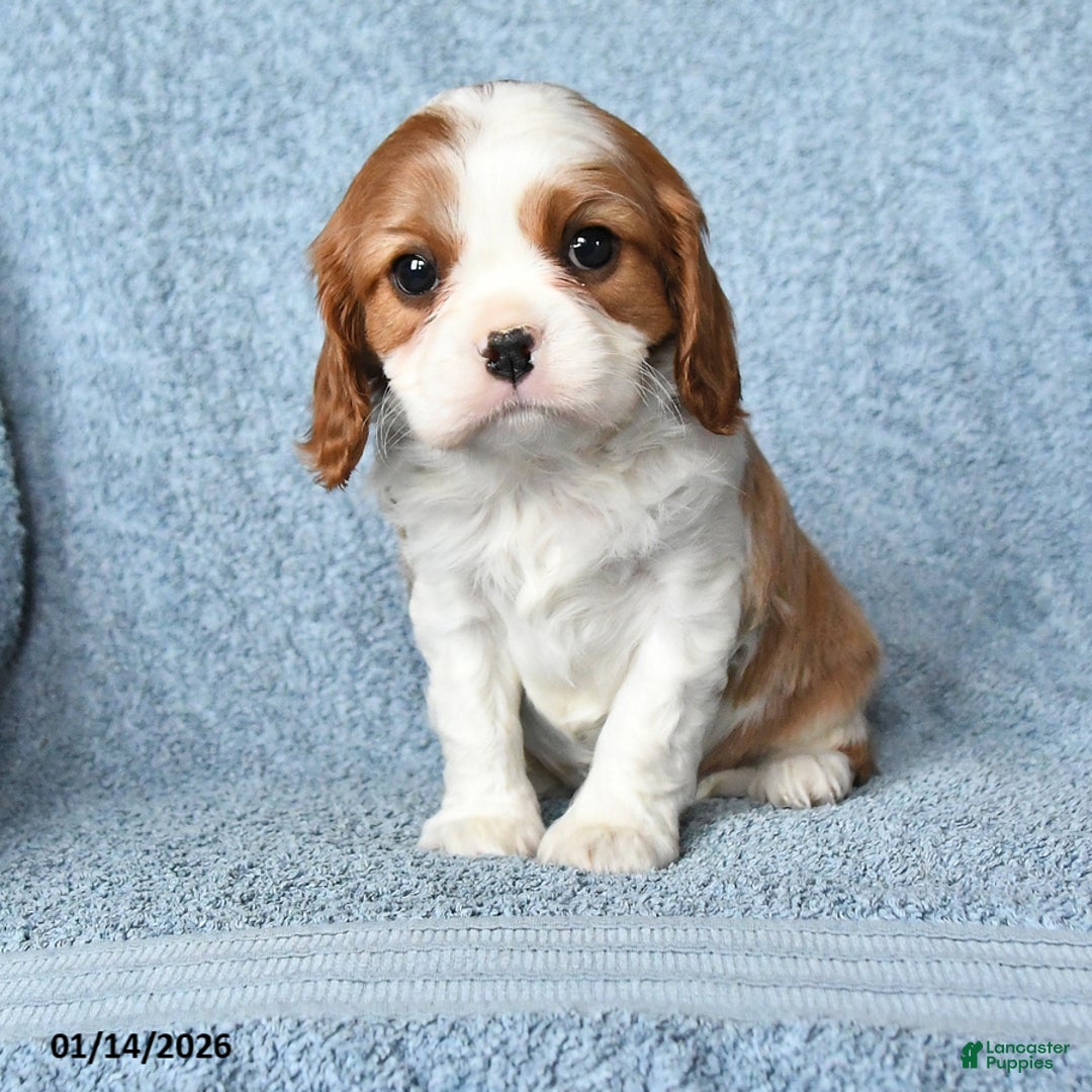 Cavalier King Charles Spaniel dogs for sale: Max - Ad 5
