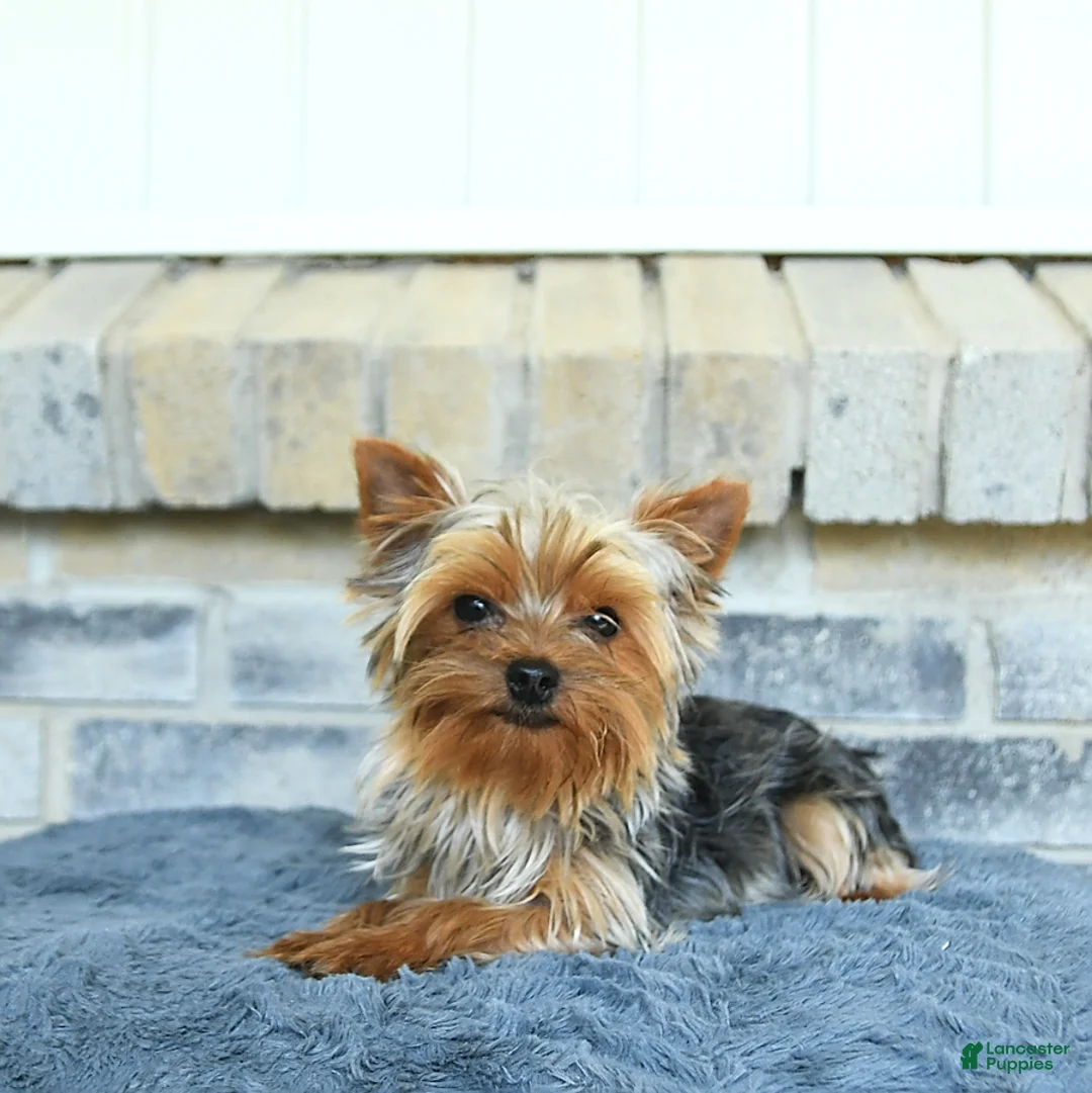 Yorkshire Terrier dogs for sale: Victor - Ad 7