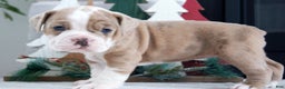 Olde English Bulldogge dogs for sale: Macy - Ad 1
