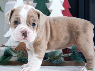 Olde English Bulldogge dogs Macy - Ad 2