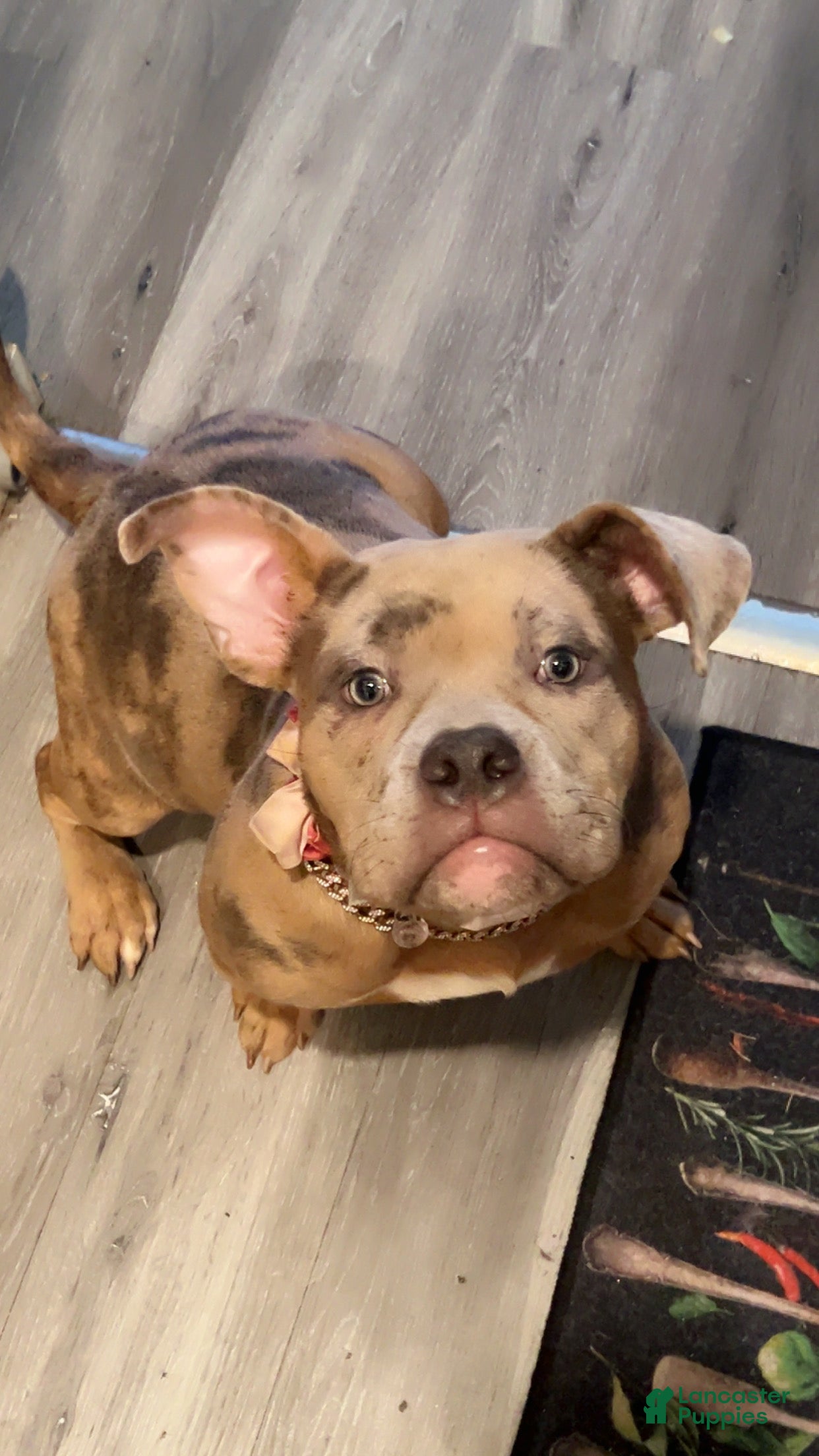 American Bulldog dogs American Bulldog Puppy 1 - Ad 2