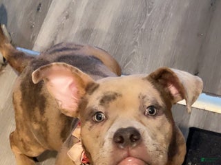 American Bulldog dogs American Bulldog Puppy 1 - Ad 5