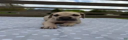 Great Dane dogs for sale: Orzo (Orange) - Ad 2