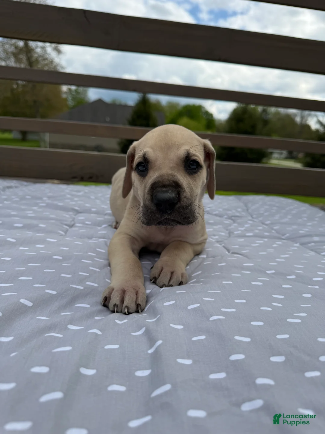 Great Dane dogs for sale: Orzo (Orange) - Ad 2