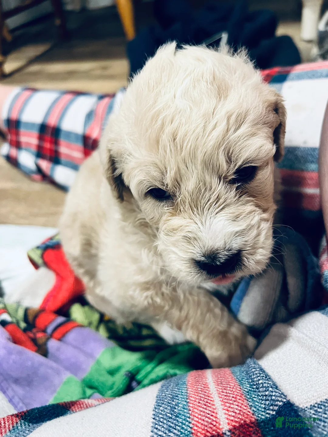 Mixed Breed dogs for sale: Marley - Ad 5