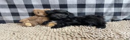 Mixed Breed dogs for sale: Rosie - Ad 3