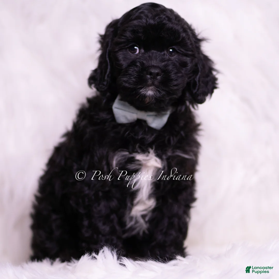 Cavapoo dogs for sale: Finn - Ad 5