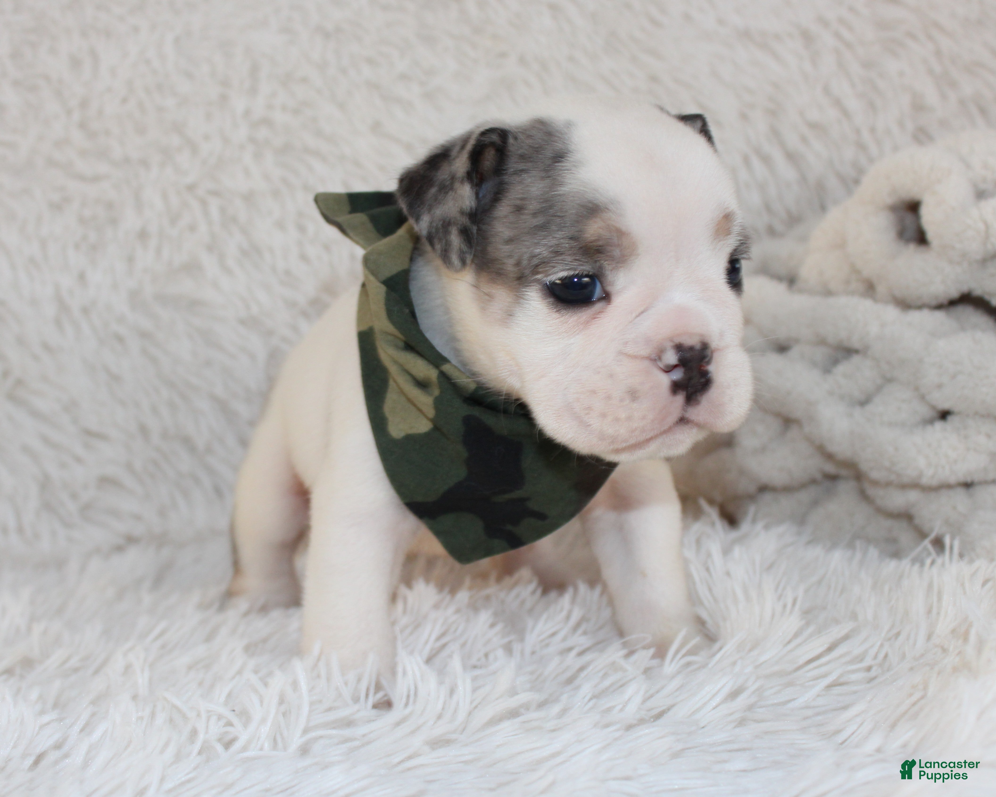 English Bulldog dogs AKC Olaf - Ad 2
