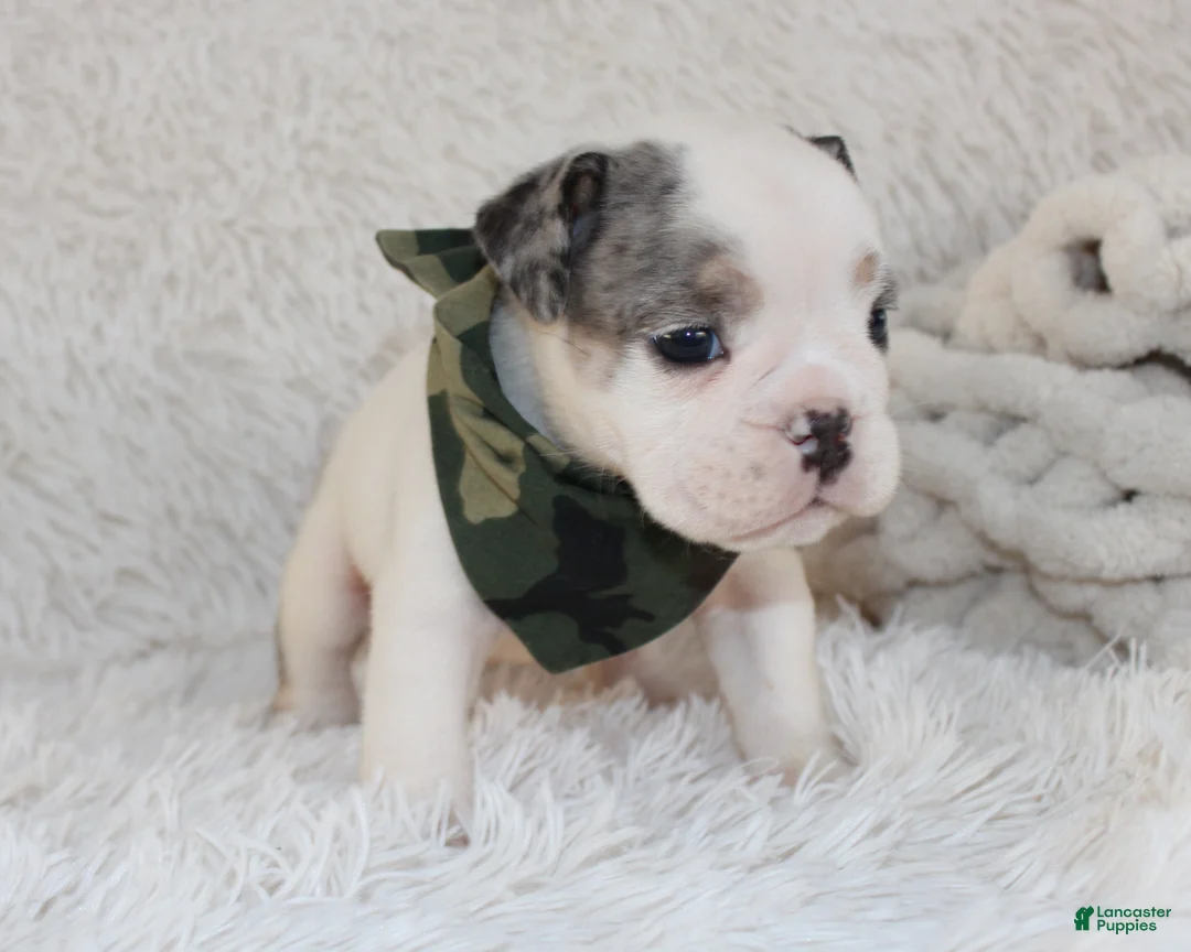 English Bulldog dogs for sale: AKC Olaf - Ad 2