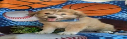 Mixed Breed dogs for sale: Mitchell - Ad 6