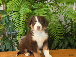 Australian Shepherd dogs Argus - Ad 31