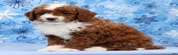 Cavapoo dogs for sale: Arney - Ad 4