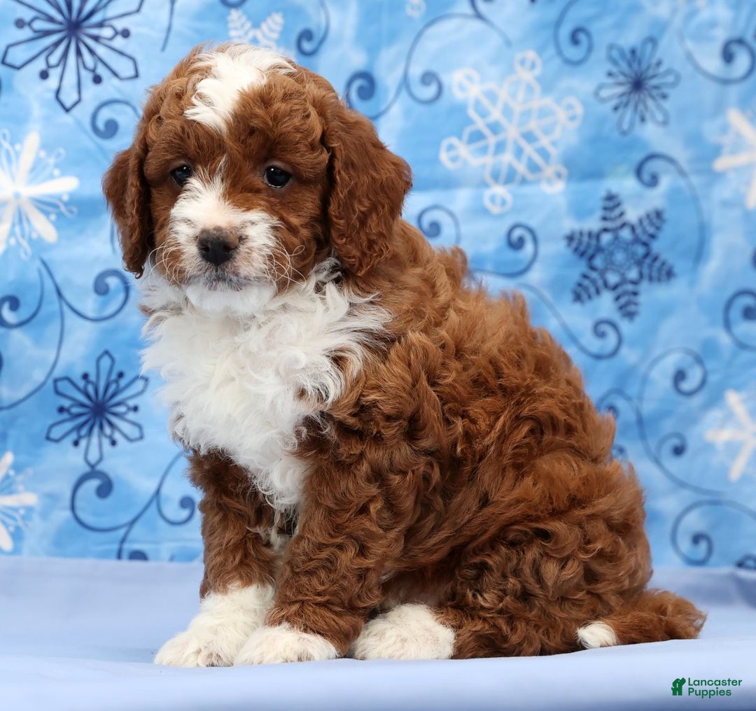 Cavapoo dogs for sale: Arney - Ad 4