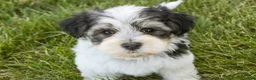 Havanese dogs for sale: Francesca - Ad 9