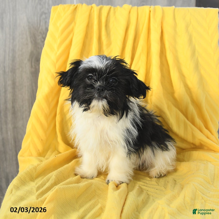 Shih Tzu dogs Annie - Ad 23