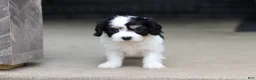 Cavachon dogs for sale: Taylor - Ad 6