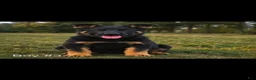 Mixed Breed dogs for sale: Mixed Breed 5 - Ad 1