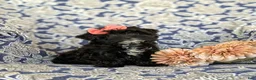 Yorkiepoo dogs for sale: Hana 6 lbs Full Grown - Ad 4