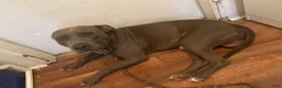 American Pit Bull Terrier dogs for sale: American Pit Bull Terrier 1 - Ad 3