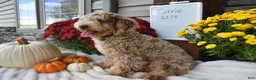 Cavapoo dogs for sale: Brady  - Ad 4