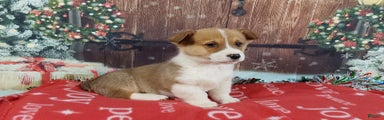Welsh Corgi Pembroke Puppy 2