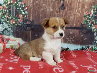 Welsh Corgi Pembroke dogs Welsh Corgi Pembroke Puppy 2 - Ad 39