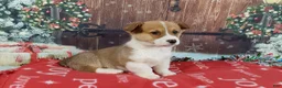 Welsh Corgi Pembroke dogs for sale: Welsh Corgi Pembroke Puppy 2 - Ad 1