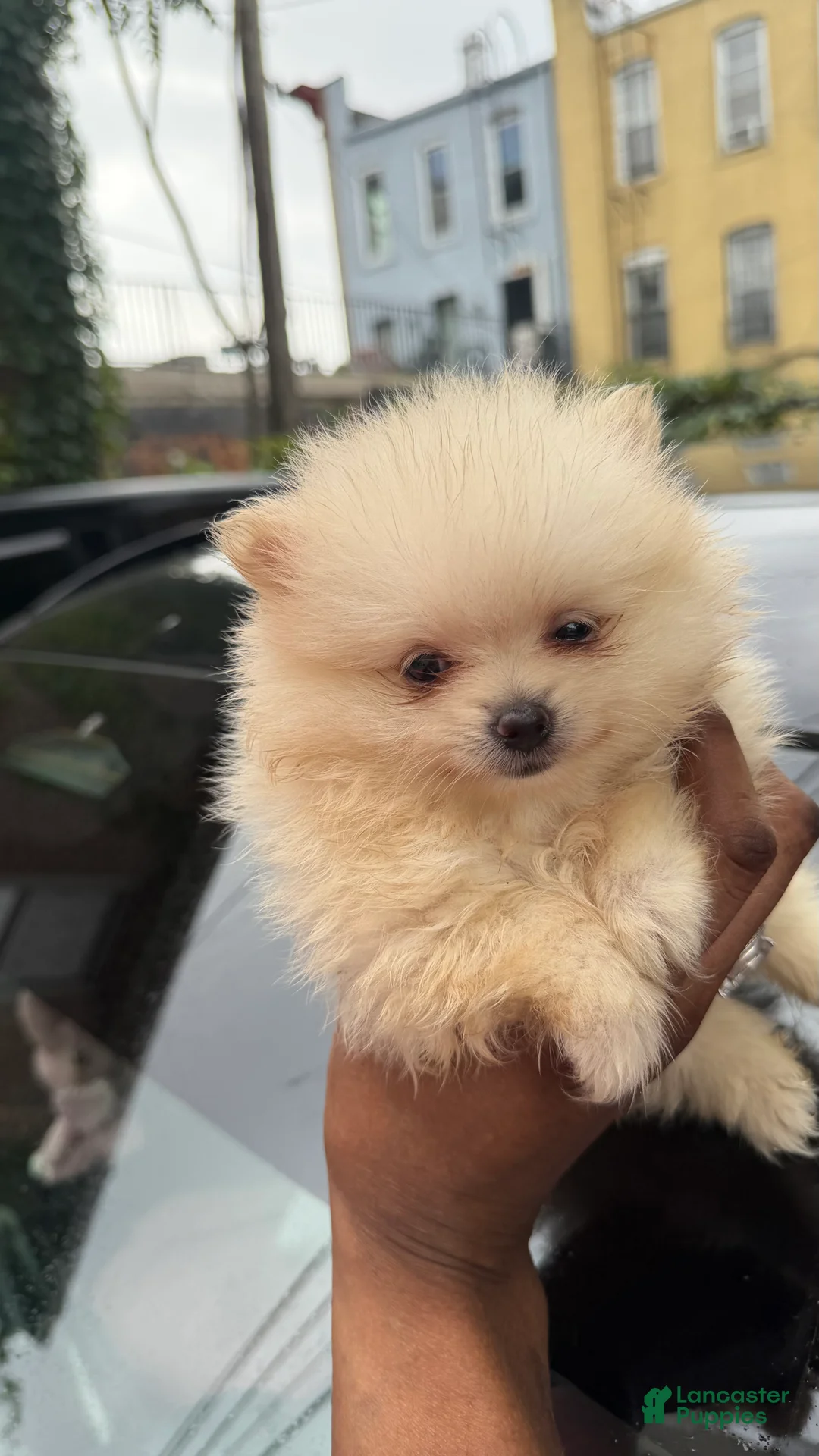 Pomeranian dogs for sale: Pomeranian 3 - Ad 2