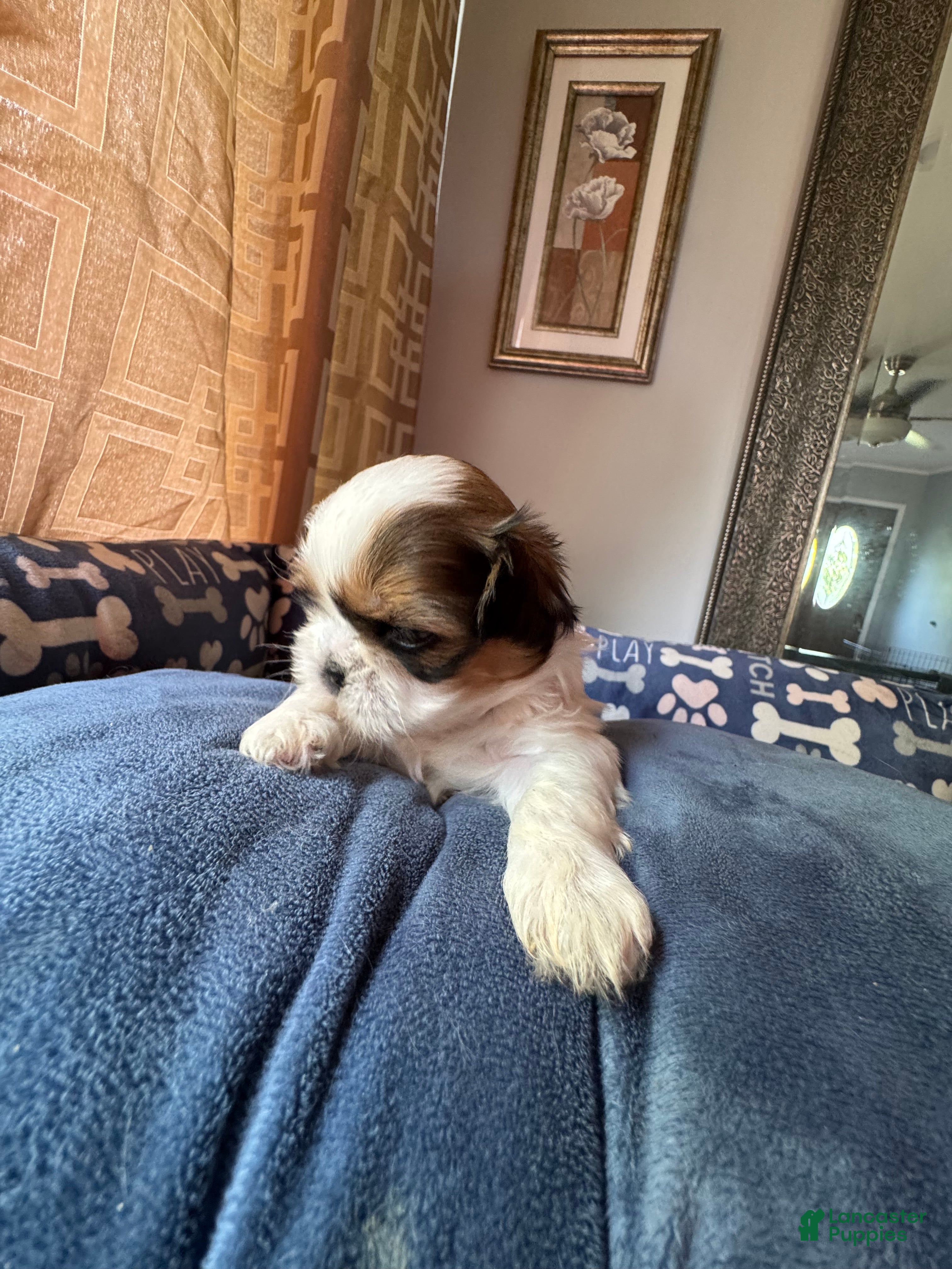 Shih Tzu dogs Shih Tzu 2 Brooklyn  - Ad 2