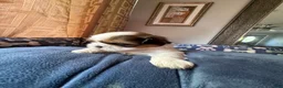 Shih Tzu dogs for sale: Shih Tzu 2 Brooklyn  - Ad 2
