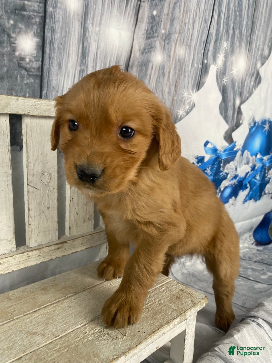 Golden Retriever dogs for sale: Bobby - Ad 6