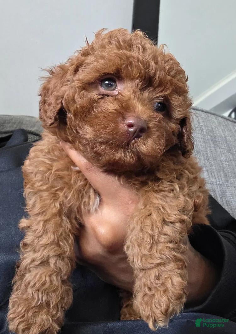 Toy Poodle dogs Sam - Ad 5