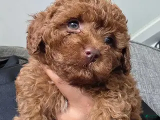 Toy Poodle dogs Sam - Ad 5