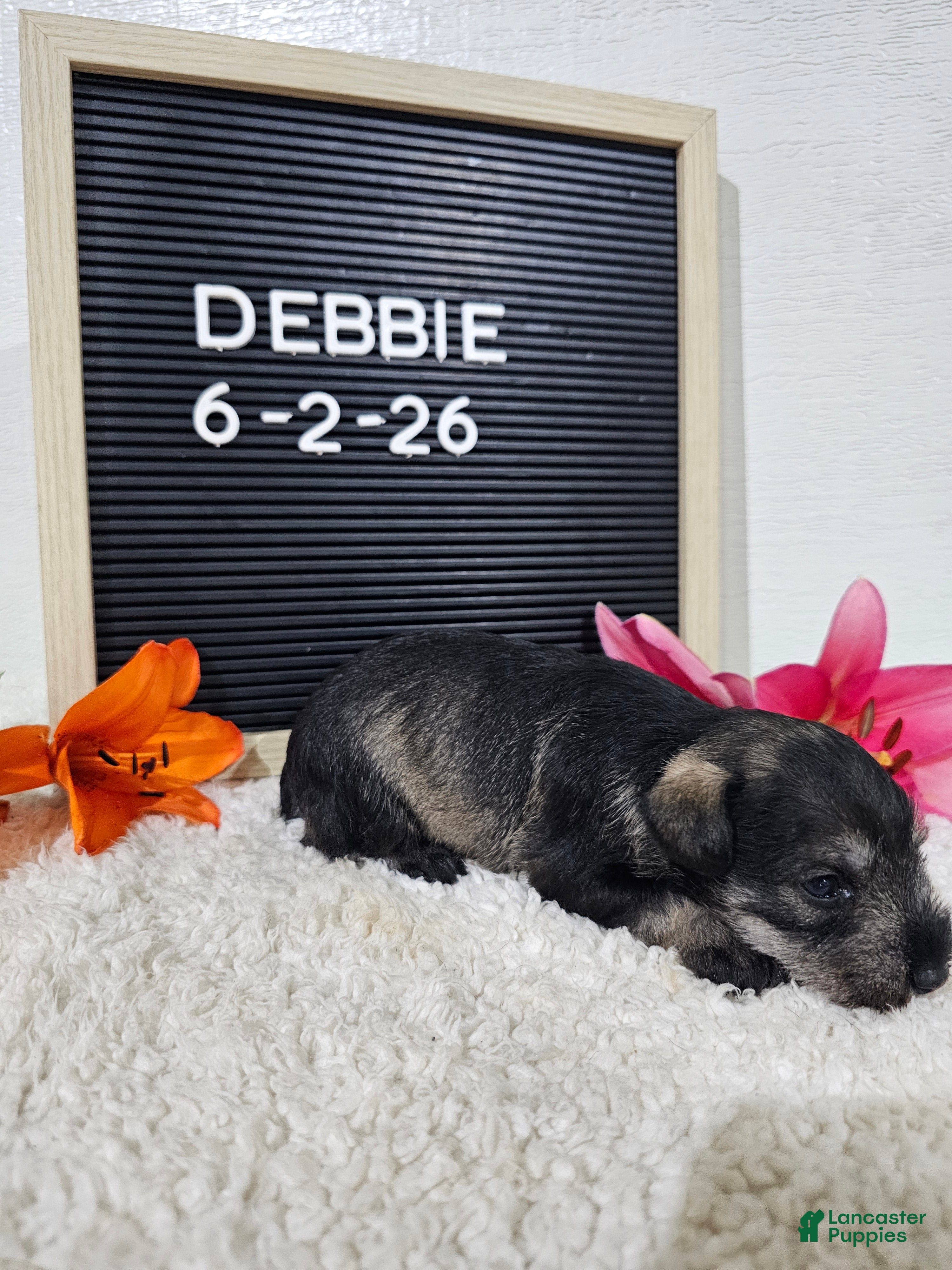 Miniature Schnauzer dogs Debbie - Ad 1