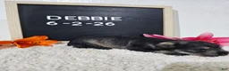 Miniature Schnauzer dogs for sale: Debbie - Ad 1