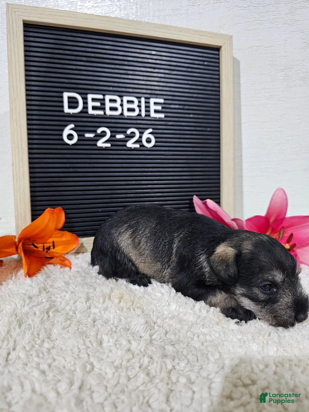 Miniature Schnauzer dogs for sale: Debbie - Ad 1