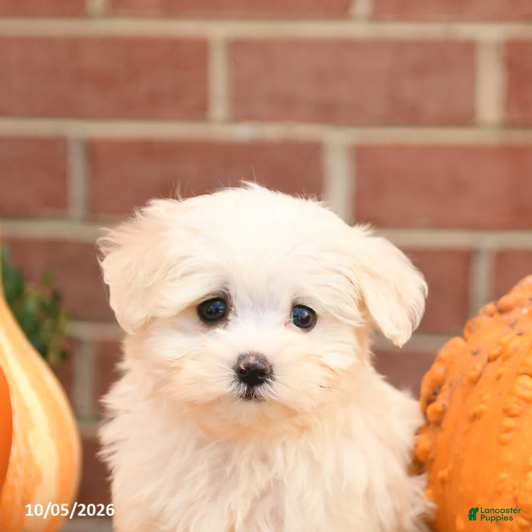 Maltipoo dogs for sale: Felix - Ad 5