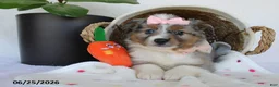 Miniature Australian Shepherd dogs for sale: Paisley - Ad 5