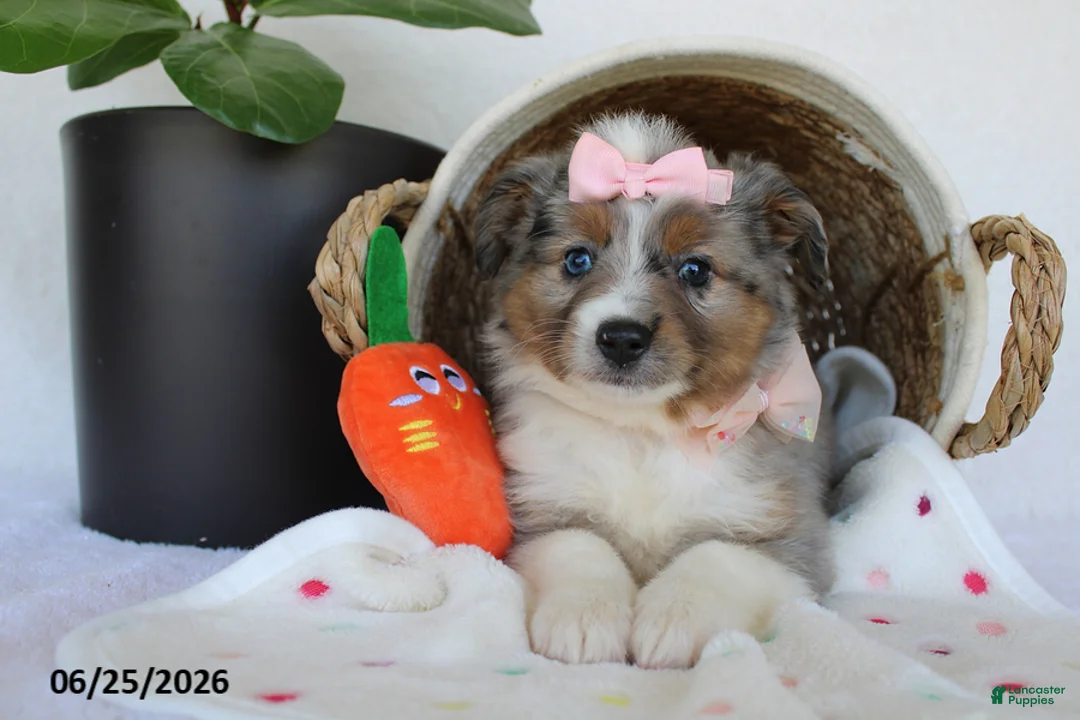 Miniature Australian Shepherd dogs for sale: Paisley - Ad 5