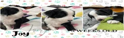 Aussiedoodle dogs for sale: Joy - Ad 5