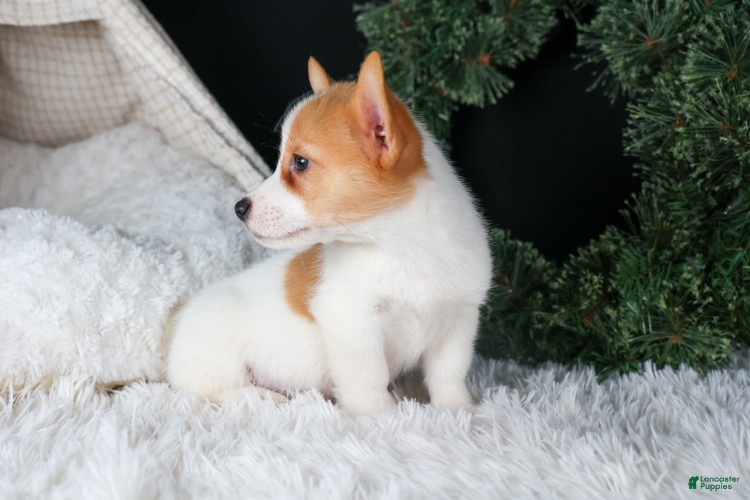 Welsh Corgi Pembroke dogs for sale: Iggy - Ad 3
