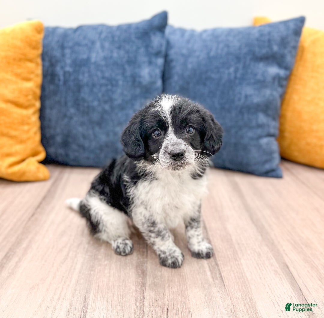 Beaglier dogs for sale: Jenny - Ad 3