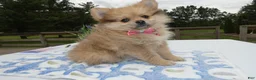 Pomeranian dogs for sale: Pomeranian Puppy 2 Layla - Ad 2