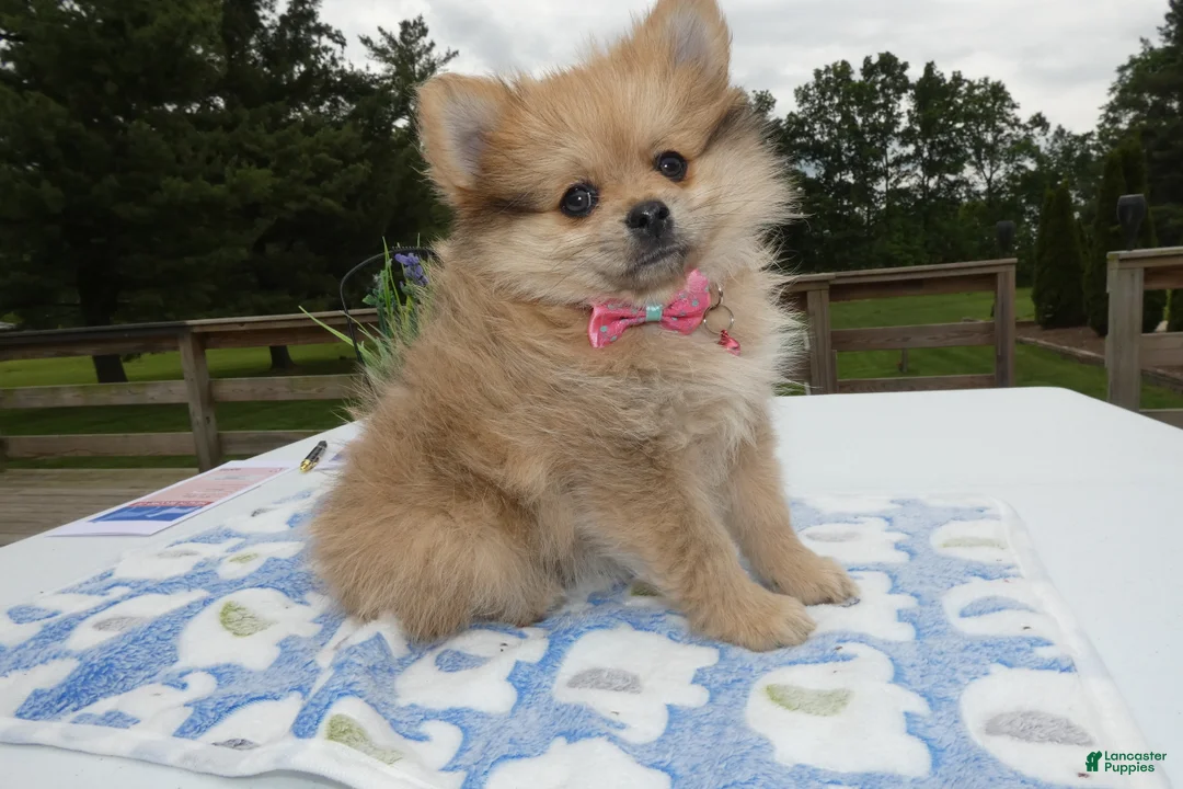 Pomeranian dogs for sale: Pomeranian Puppy 2 Layla - Ad 2