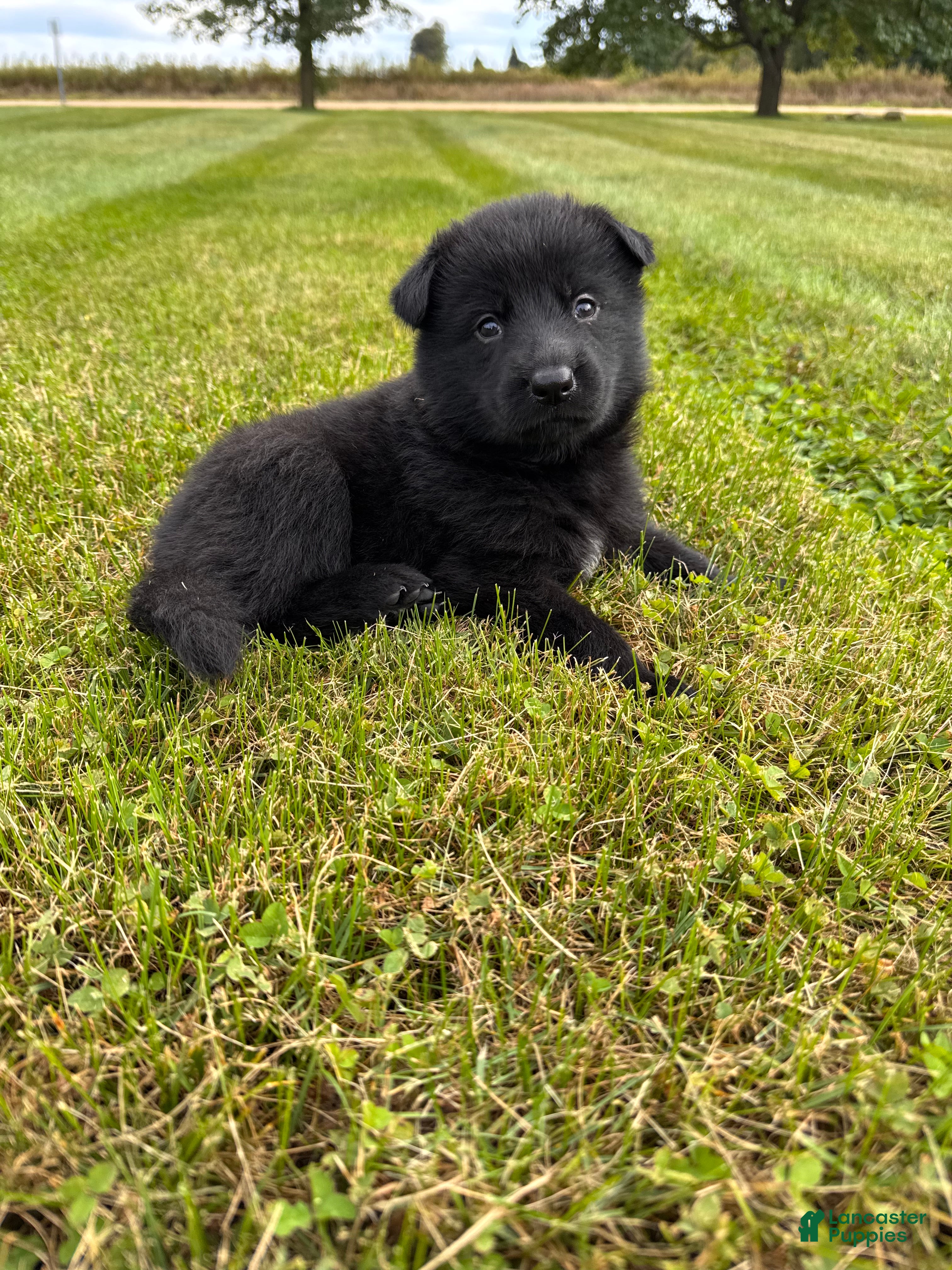 German Shepherd dogs All black female with white chest  - Ad 21