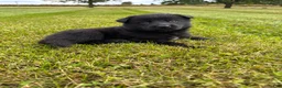 German Shepherd dogs for sale: All black female with white chest  - Ad 1