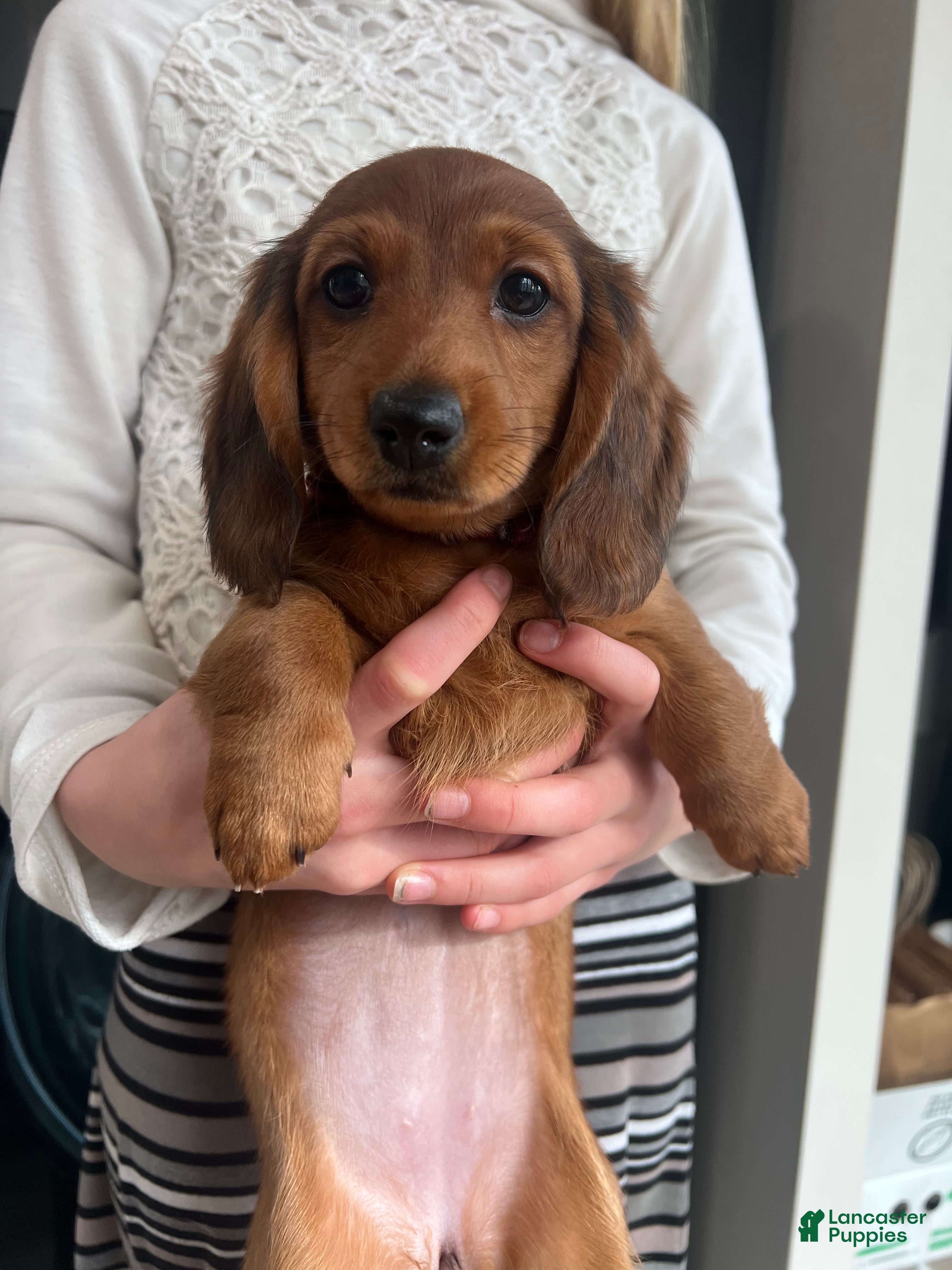 Miniature Dachshund dogs Cocoa Bean - Ad 2