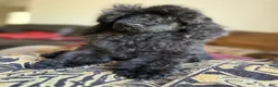 Standard Poodle dogs for sale: Raven - Ad 4