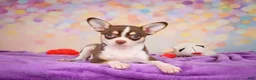 Chihuahua dogs for sale: Gideon - Ad 5