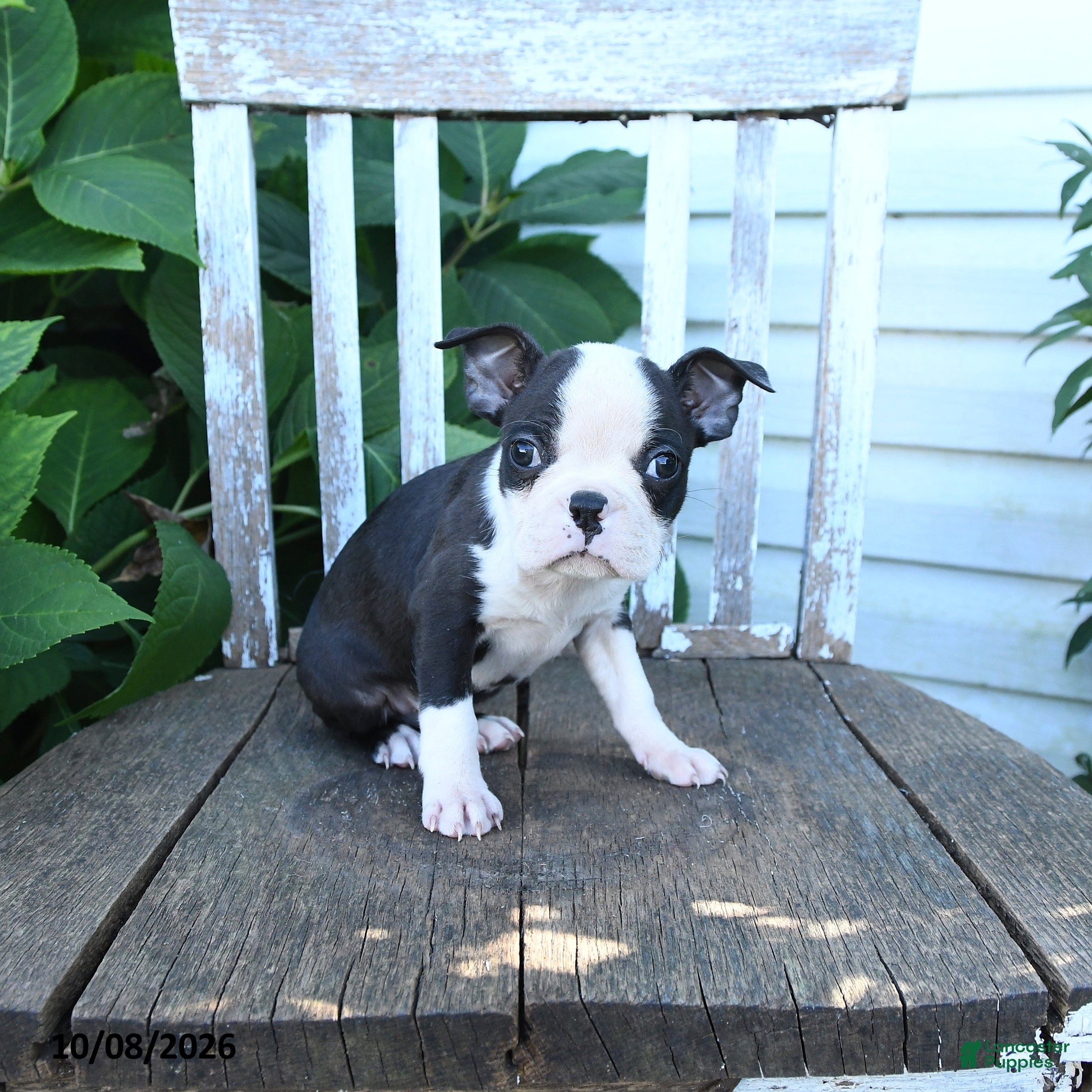 Boston Terrier dogs Charlie - Ad 1